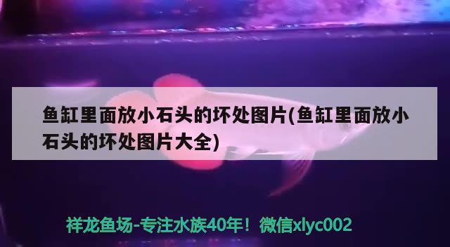 魚缸里面放小石頭的壞處圖片(魚缸里面放小石頭的壞處圖片大全)