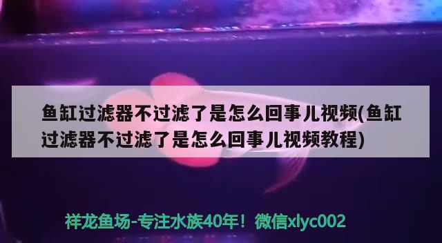 魚缸過濾器不過濾了是怎么回事兒視頻(魚缸過濾器不過濾了是怎么回事兒視頻教程)