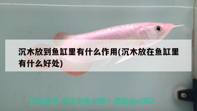 沉木放到魚缸里有什么作用(沉木放在魚缸里有什么好處) 水族品牌