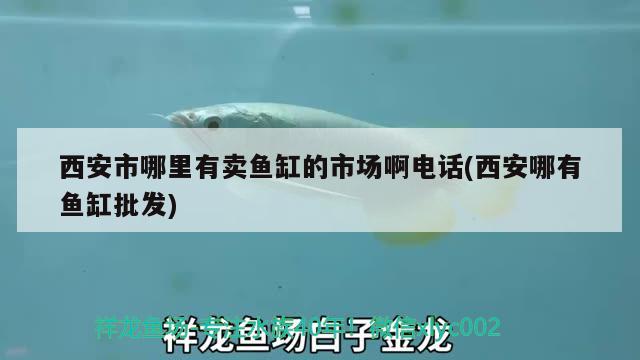 西安市哪里有賣魚缸的市場啊電話(西安哪有魚缸批發(fā))