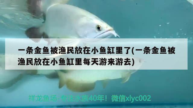 一條金魚被漁民放在小魚缸里了(一條金魚被漁民放在小魚缸里每天游來(lái)游去) 大嘴鯨魚