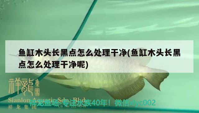 魚缸木頭長黑點(diǎn)怎么處理干凈(魚缸木頭長黑點(diǎn)怎么處理干凈呢)