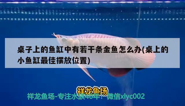 桌子上的魚缸中有若干條金魚怎么辦(桌上的小魚缸最佳擺放位置) 名貴錦鯉魚