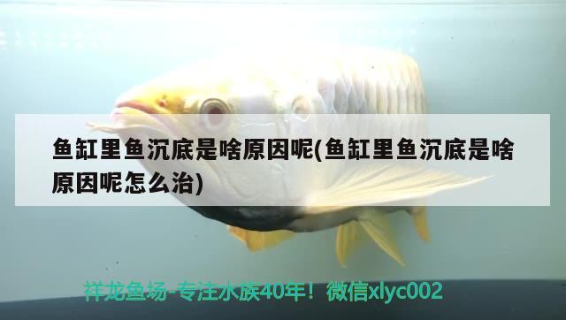 魚缸里魚沉底是啥原因呢(魚缸里魚沉底是啥原因呢怎么治) 紅頭利魚