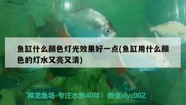 魚缸什么顏色燈光效果好一點(魚缸用什么顏色的燈水又亮又清)