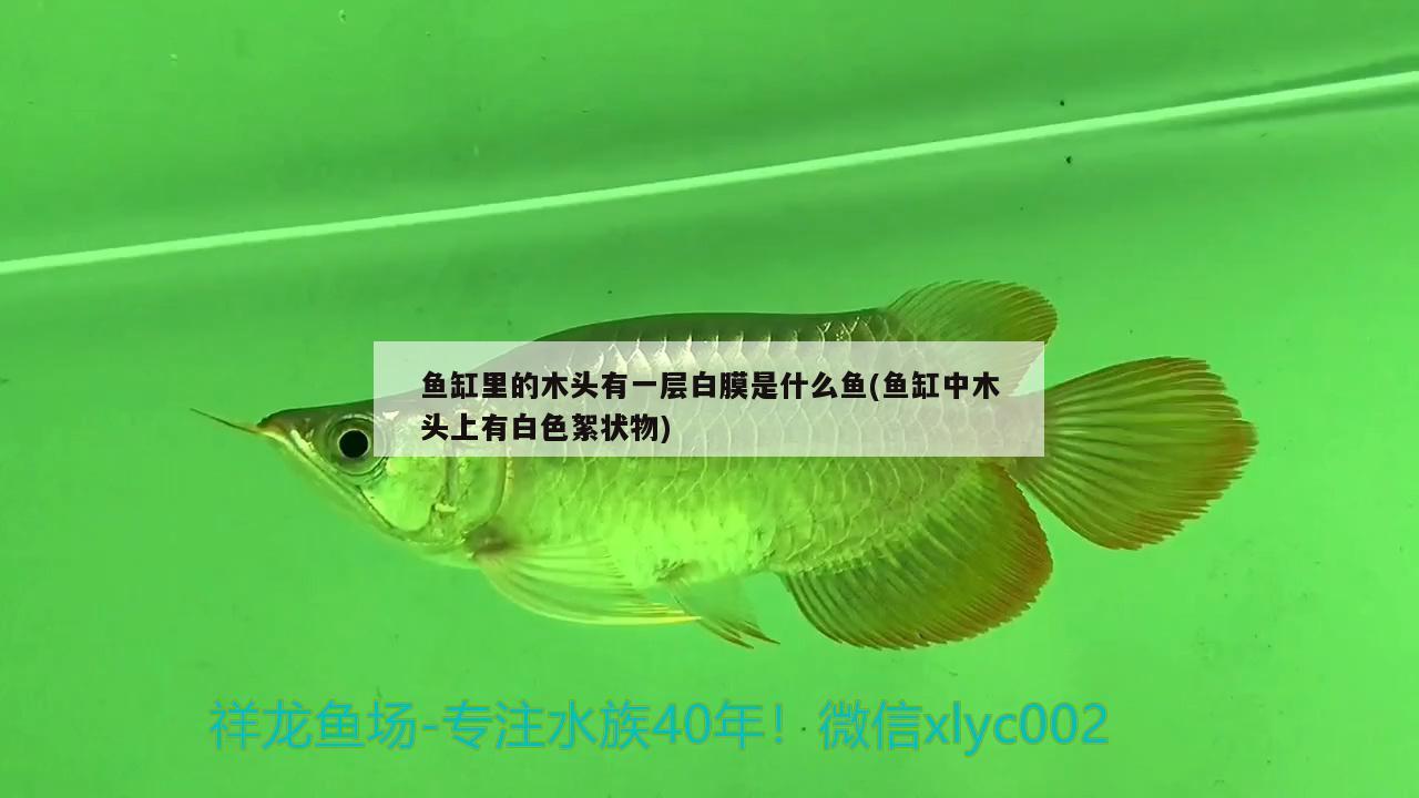 魚缸里的木頭有一層白膜是什么魚(魚缸中木頭上有白色絮狀物)