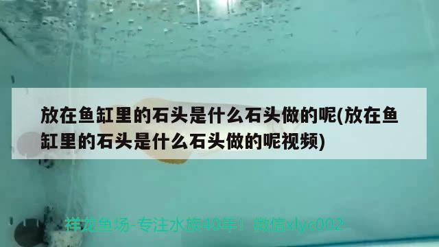 放在魚缸里的石頭是什么石頭做的呢(放在魚缸里的石頭是什么石頭做的呢視頻) 名貴錦鯉魚