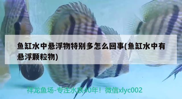 魚(yú)缸水中懸浮物特別多怎么回事(魚(yú)缸水中有懸浮顆粒物)