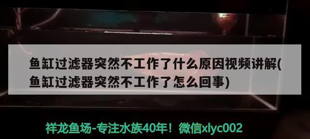 魚缸過濾器突然不工作了什么原因視頻講解(魚缸過濾器突然不工作了怎么回事) 檸檬鯽 第2張