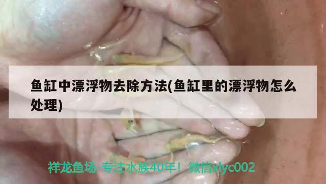 魚缸中漂浮物去除方法(魚缸里的漂浮物怎么處理) 魚缸凈水劑