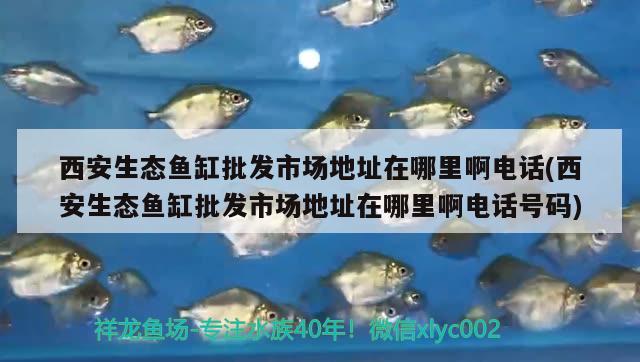 西安生態(tài)魚缸批發(fā)市場地址在哪里啊電話(西安生態(tài)魚缸批發(fā)市場地址在哪里啊電話號碼)