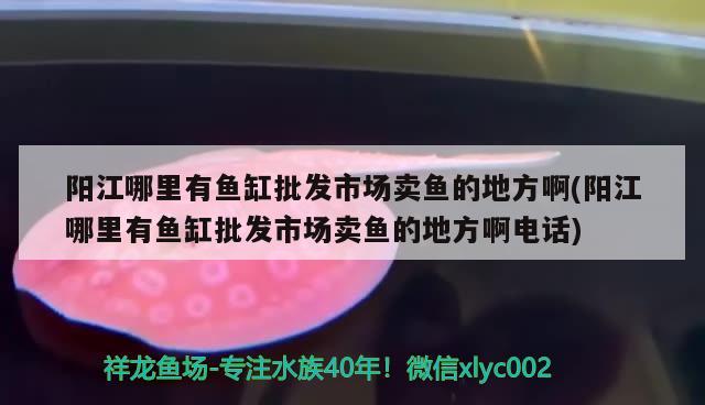 陽江哪里有魚缸批發(fā)市場賣魚的地方啊(陽江哪里有魚缸批發(fā)市場賣魚的地方啊電話) 過背金龍魚