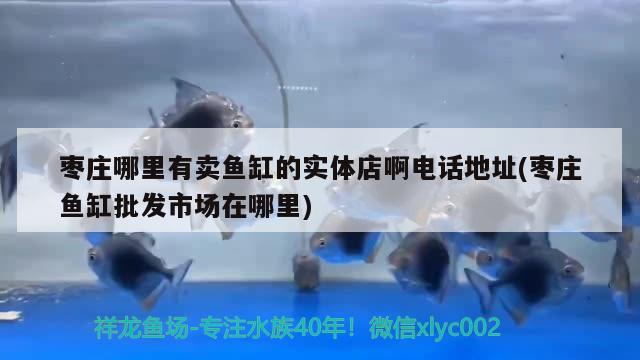 棗莊哪里有賣魚缸的實體店啊電話地址(棗莊魚缸批發(fā)市場在哪里)