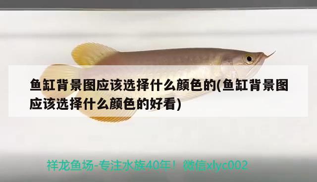 魚缸背景圖應(yīng)該選擇什么顏色的(魚缸背景圖應(yīng)該選擇什么顏色的好看) 綠皮皇冠豹魚