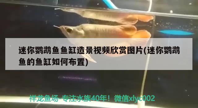 迷你鸚鵡魚魚缸造景視頻欣賞圖片(迷你鸚鵡魚的魚缸如何布置)