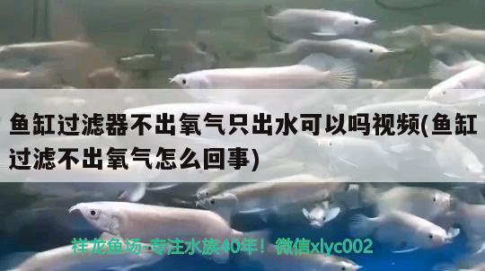 魚缸過濾器不出氧氣只出水可以嗎視頻(魚缸過濾不出氧氣怎么回事) 七紋巨鯉魚