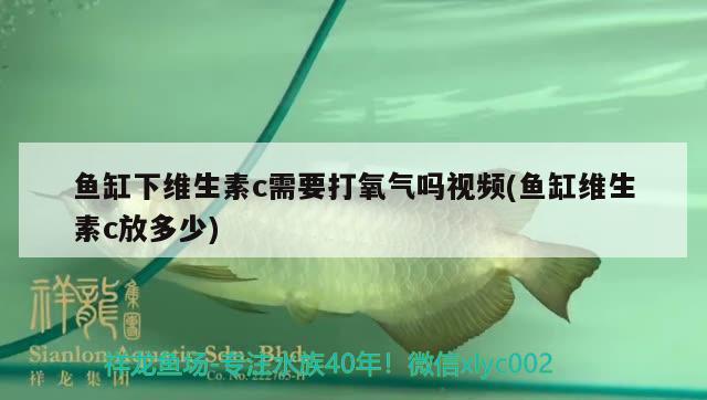 魚缸下維生素c需要打氧氣嗎視頻(魚缸維生素c放多少) 魟魚百科