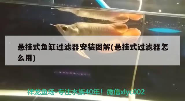 懸掛式魚缸過濾器安裝圖解(懸掛式過濾器怎么用)