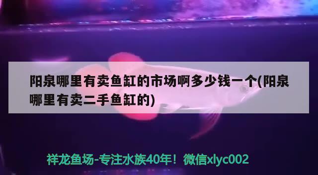 陽(yáng)泉哪里有賣魚缸的市場(chǎng)啊多少錢一個(gè)(陽(yáng)泉哪里有賣二手魚缸的)