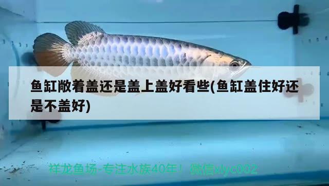 魚缸敞著蓋還是蓋上蓋好看些(魚缸蓋住好還是不蓋好) 埃及神仙魚