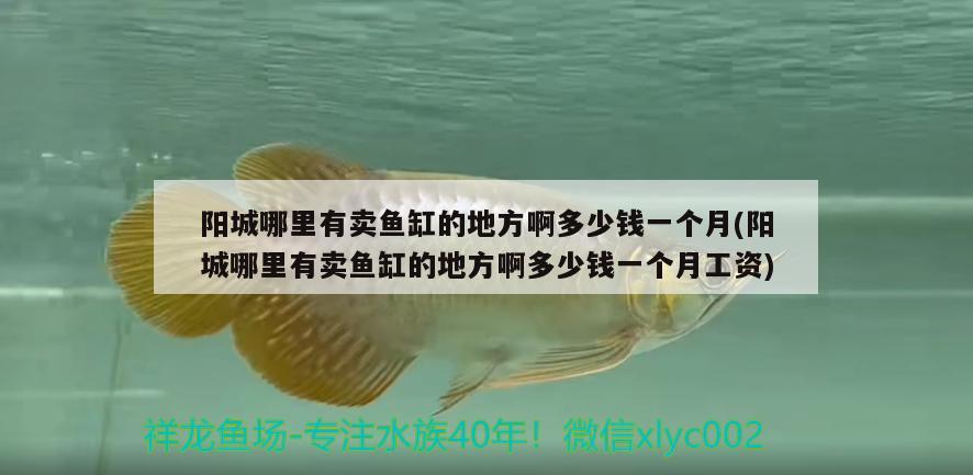 陽(yáng)城哪里有賣魚(yú)缸的地方啊多少錢(qián)一個(gè)月(陽(yáng)城哪里有賣魚(yú)缸的地方啊多少錢(qián)一個(gè)月工資) 觀賞魚(yú)市場(chǎng)