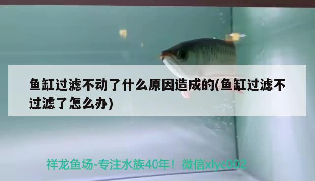 魚缸過濾不動了什么原因造成的(魚缸過濾不過濾了怎么辦) 錦鯉池魚池建設