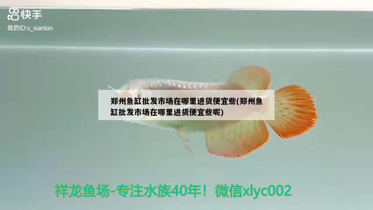 鄭州魚缸批發(fā)市場在哪里進貨便宜些(鄭州魚缸批發(fā)市場在哪里進貨便宜些呢) 圣菲埃及魚