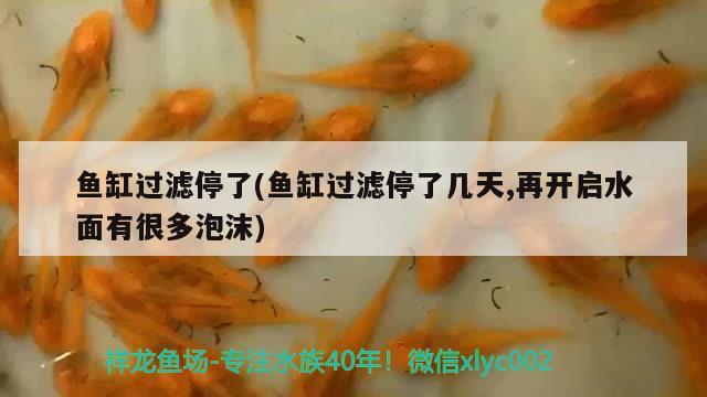 魚缸過濾停了(魚缸過濾停了幾天,再開啟水面有很多泡沫) 白子銀龍魚苗