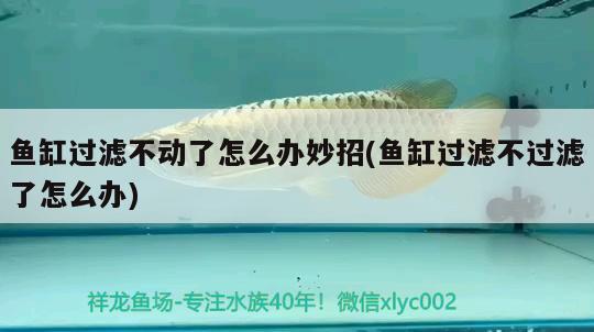 魚(yú)缸過(guò)濾不動(dòng)了怎么辦妙招(魚(yú)缸過(guò)濾不過(guò)濾了怎么辦) 祥龍龍魚(yú)專用水族燈