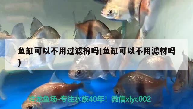 魚缸可以不用過濾棉嗎(魚缸可以不用濾材嗎) 粗線銀版魚