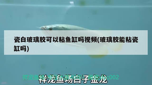 瓷白玻璃膠可以粘魚缸嗎視頻(玻璃膠能粘瓷缸嗎)