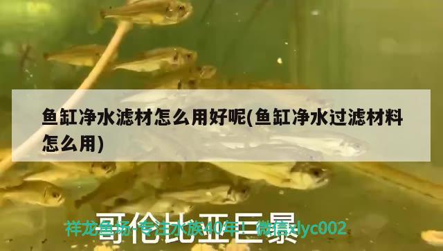 魚缸凈水濾材怎么用好呢(魚缸凈水過濾材料怎么用) 元寶鯽