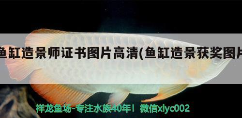 魚缸造景師證書圖片高清(魚缸造景獲獎(jiǎng)圖片) 帝王血鉆魚