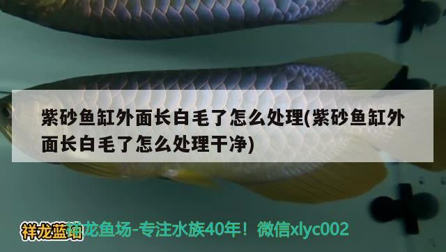 紫砂魚缸外面長白毛了怎么處理(紫砂魚缸外面長白毛了怎么處理干凈) 黃金夢幻雷龍魚