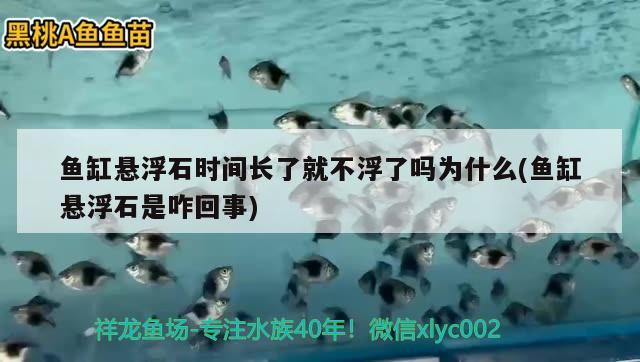 魚缸懸浮石時(shí)間長(zhǎng)了就不浮了嗎為什么(魚缸懸浮石是咋回事) 撒旦鴨嘴魚