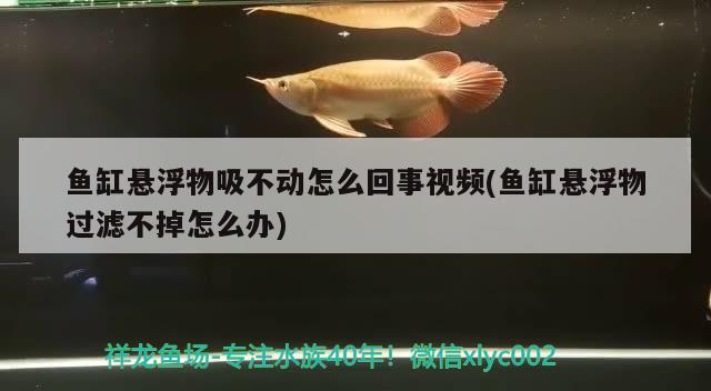 魚缸懸浮物吸不動怎么回事視頻(魚缸懸浮物過濾不掉怎么辦) 超血紅龍魚