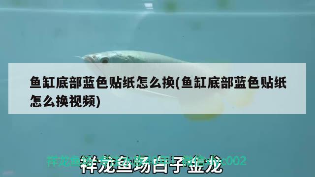 魚缸底部藍(lán)色貼紙?jiān)趺磽Q(魚缸底部藍(lán)色貼紙?jiān)趺磽Q視頻) 豹紋夫魚苗