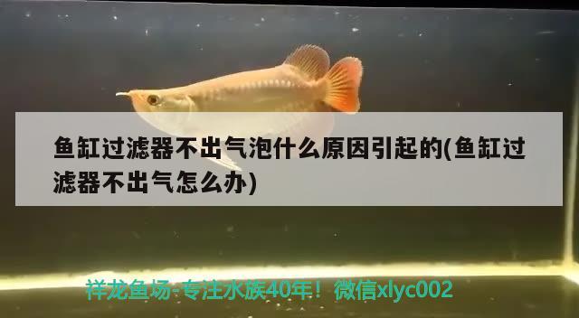 魚缸過(guò)濾器不出氣泡什么原因引起的(魚缸過(guò)濾器不出氣怎么辦) 觀賞蝦蟹等飼料