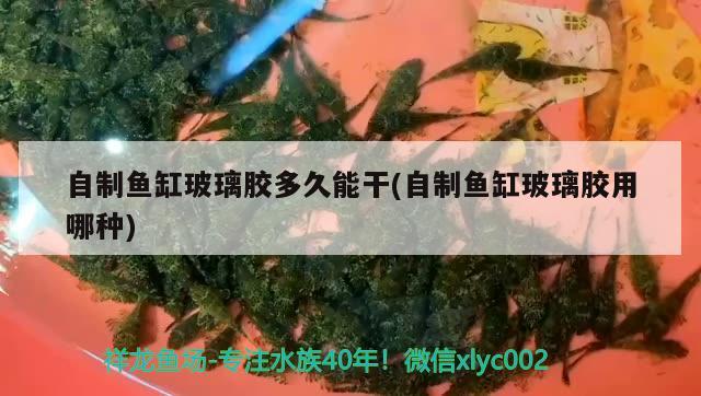 自制魚缸玻璃膠多久能干(自制魚缸玻璃膠用哪種) 祥龍龍魚專用水族燈