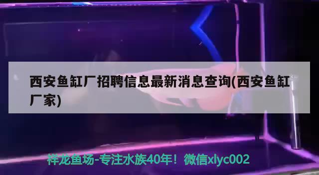 西安魚缸廠招聘信息最新消息查詢(西安魚缸廠家) 白條過背金龍魚