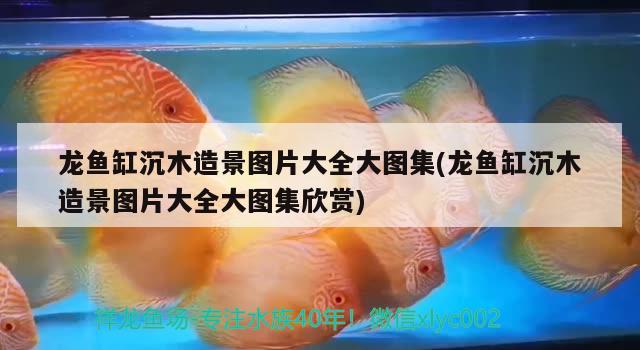 龍魚缸沉木造景圖片大全大圖集(龍魚缸沉木造景圖片大全大圖集欣賞) 廣州水族器材濾材批發(fā)市場