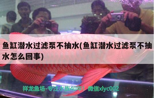 魚缸潛水過濾泵不抽水(魚缸潛水過濾泵不抽水怎么回事) 水族品牌