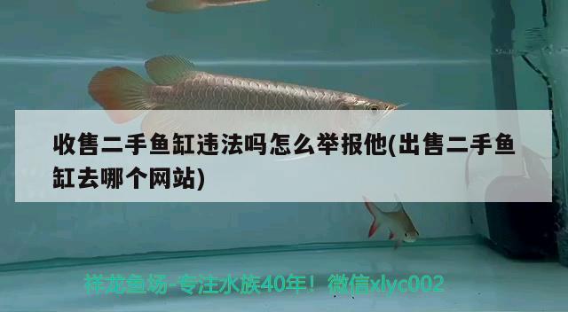 收售二手魚缸違法嗎怎么舉報(bào)他(出售二手魚缸去哪個(gè)網(wǎng)站)