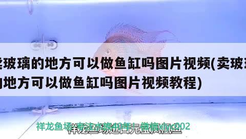 賣玻璃的地方可以做魚缸嗎圖片視頻(賣玻璃的地方可以做魚缸嗎圖片視頻教程)