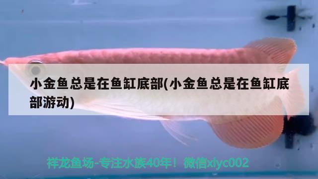 小金魚總是在魚缸底部(小金魚總是在魚缸底部游動)