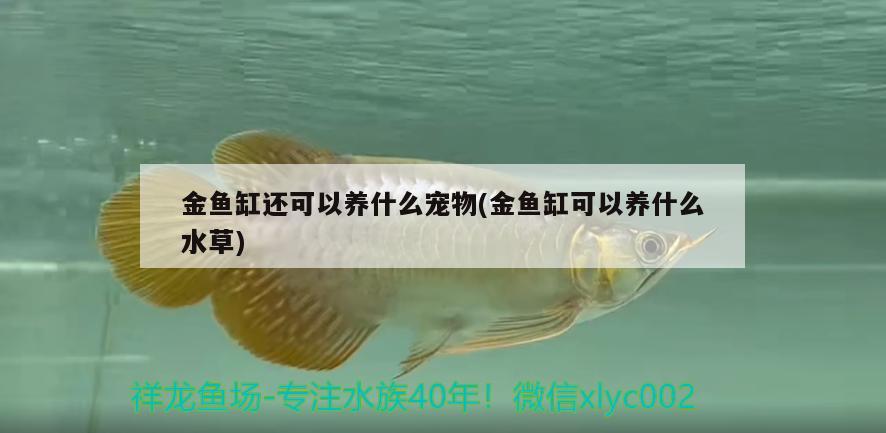 金魚缸還可以養(yǎng)什么寵物(金魚缸可以養(yǎng)什么水草) 水草