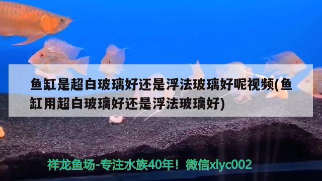 魚缸是超白玻璃好還是浮法玻璃好呢視頻(魚缸用超白玻璃好還是浮法玻璃好) 白子金龍魚