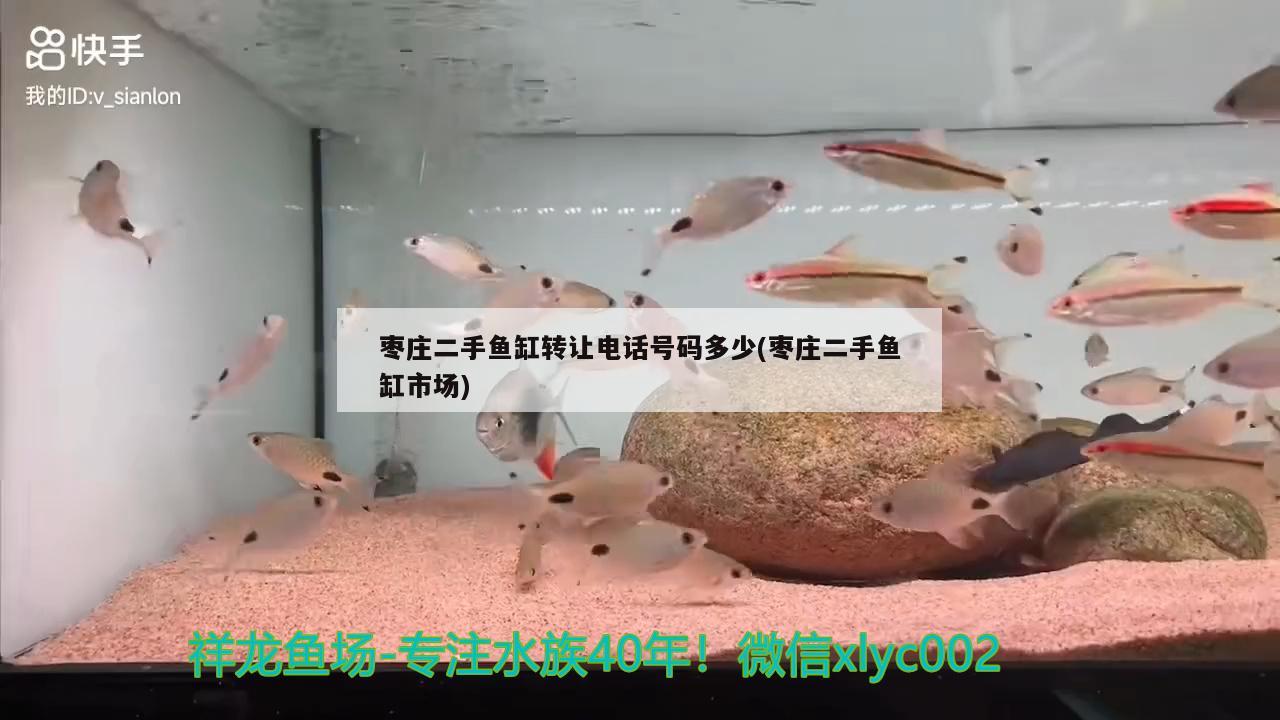 棗莊二手魚缸轉讓電話號碼多少(棗莊二手魚缸市場)