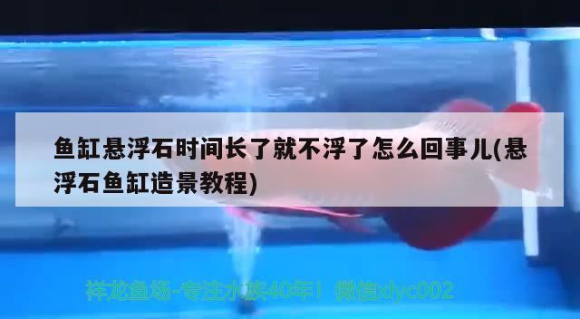 魚缸懸浮石時(shí)間長了就不浮了怎么回事兒(懸浮石魚缸造景教程) 胭脂孔雀龍魚