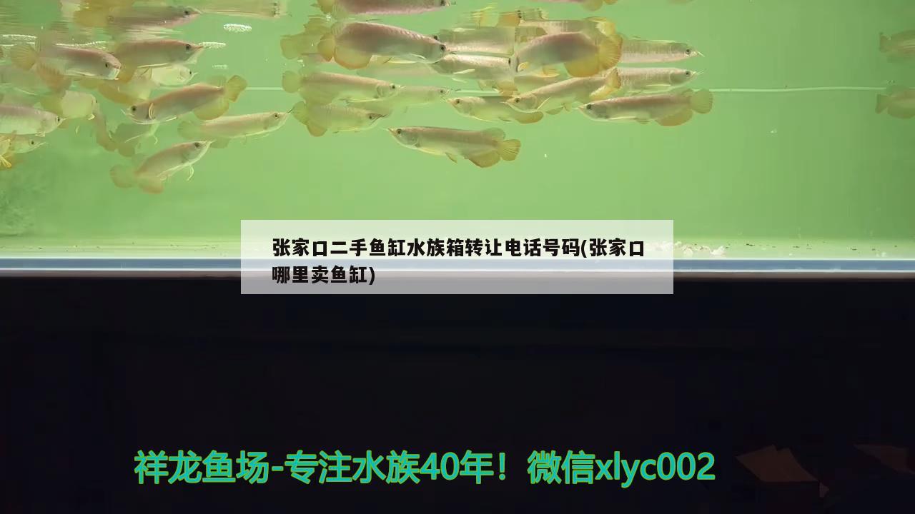 張家口二手魚缸水族箱轉(zhuǎn)讓電話號碼(張家口哪里賣魚缸) 魚缸/水族箱